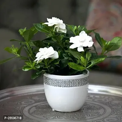 Platone Jasmine Plant MograPlant(Mogra) GoodLuck White Flower Plant-thumb0