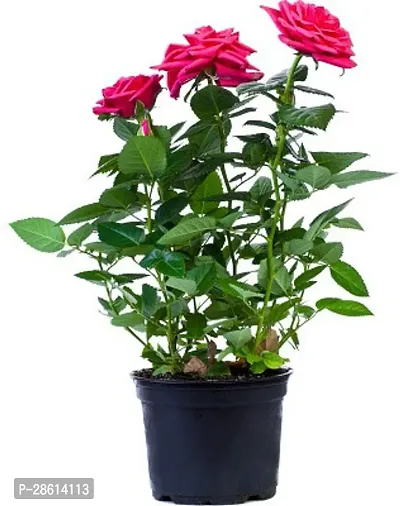 Platone Zebrina Plant rose plant 1