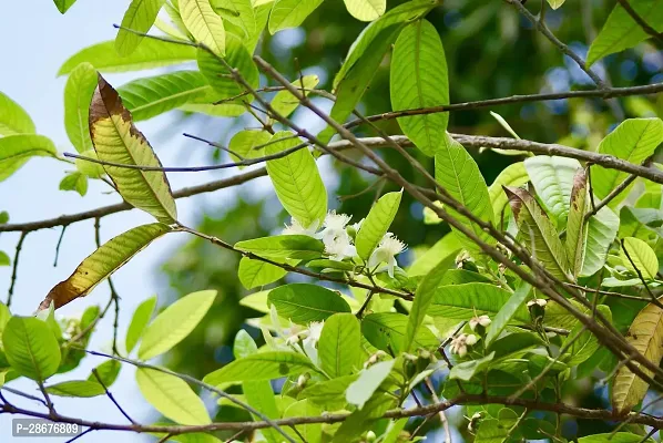 Platone Guava Plant Guava plant33