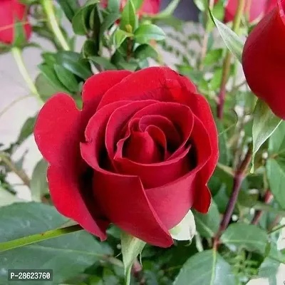 Platone Rose Plant Rose Red Live Flower Plant CF3301221-thumb0