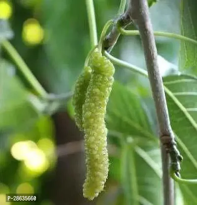 Platone ShahtootMulberry Plant JHVNB54-thumb0