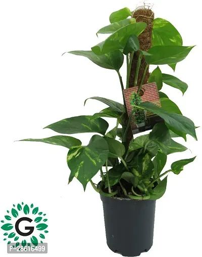 Platone Money Plant MONY PLANT01-thumb0