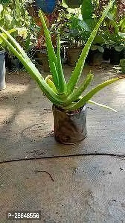 Platone Aloe Vera Plant Aloe Vera Plant 062-thumb0