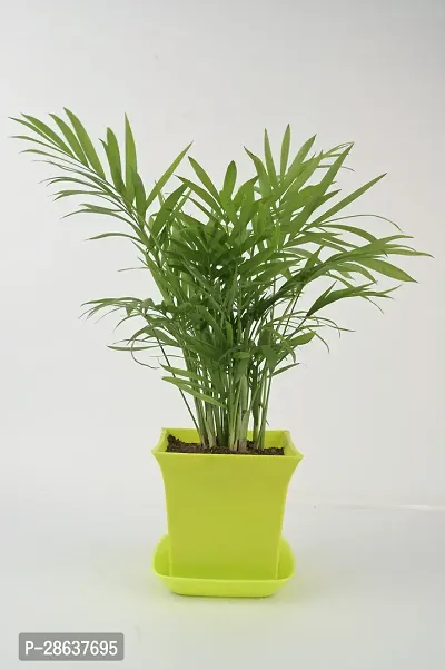 Platone Areca Palm chamaedorea plant with light green square pot-thumb2