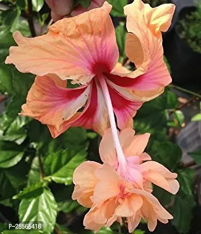 Platone Hibiscus Plant HVLIVE_465-thumb0