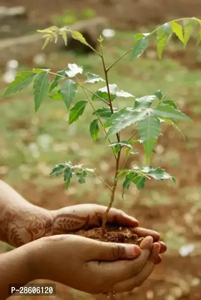 Platone Neem Plant Neem Plant-15