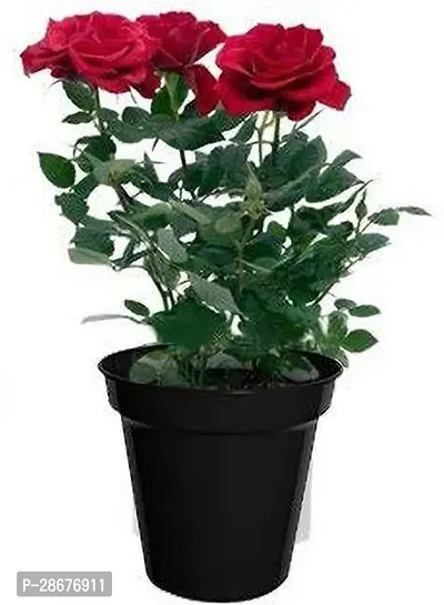 Platone Rose Plant BHJG321