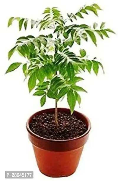 Platone Curry Leaf Plant Curry Leaf Plant-thumb0