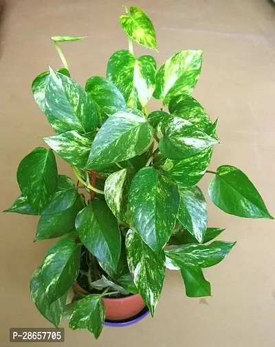 Platone Money Plant money plantc4