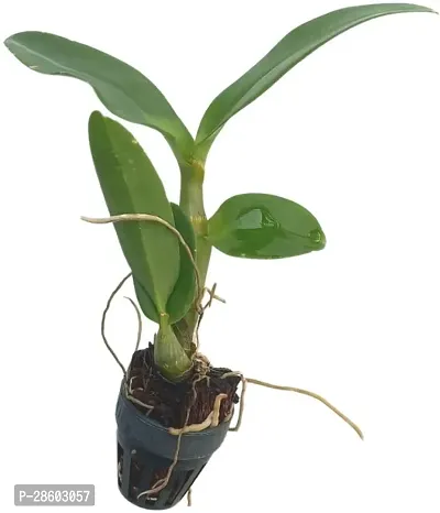 Platone Orchid Plant Dendrobium Areedang Blue 2 Seedling Size-thumb2