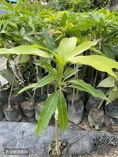 Platone Mango Plant Mango hhj plant