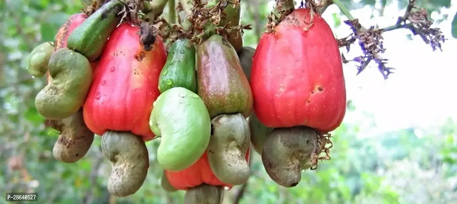 Platone Cashew Apple Plant CASHEWKAJU BADAM PLANTS1-thumb0