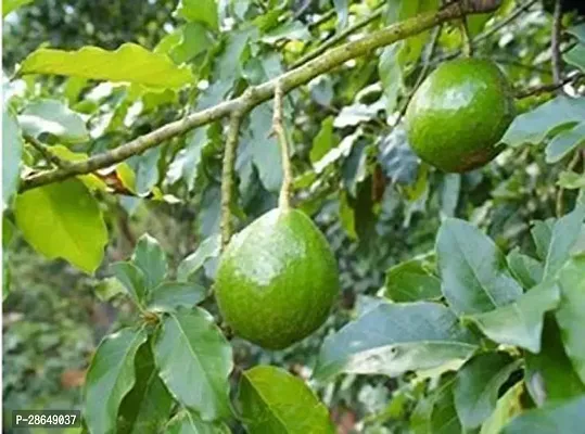 Platone Avocado Plant EVAVOD15-thumb0