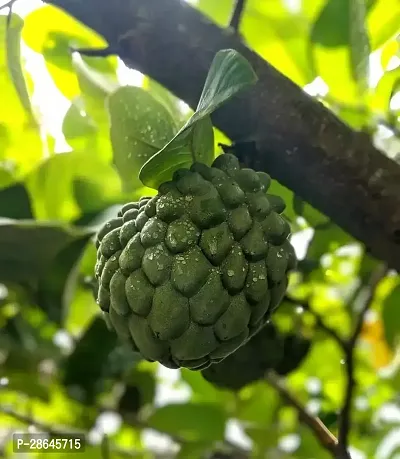 Platone Custard Apple Plant Custard Apple Live Plant Disha-3090127-thumb0