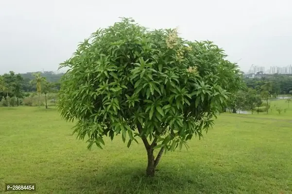 Platone Mango Plant Mango Plant(Hybrid Pack of 1)