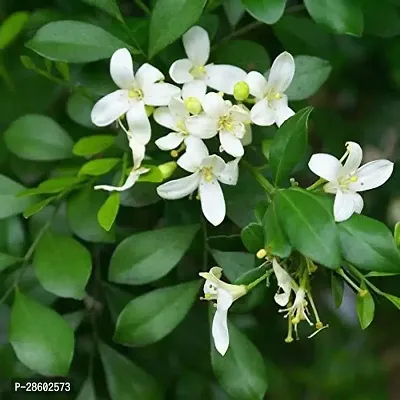 Platone Madhu Kamini Plant Madhu Kamini Plant