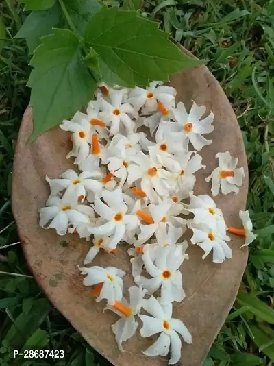 Platone ParijatHarsingar Plant Parijat Flower Plant-thumb0