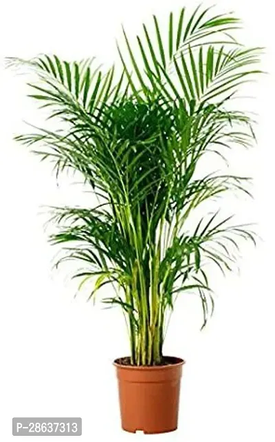 Platone Areca Palm Areca Plum ab2-thumb0