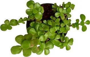 Platone Jade Plant Green Jade Crassula Lucky Feng Shui Plant-thumb1