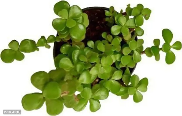 Platone Jade Plant Green Jade Crassula Lucky Feng Shui Plant-thumb2