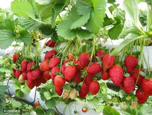 Platone Strawberry Plant Strawberry Plant-thumb2