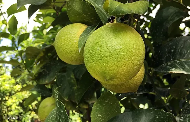 Platone Lemon Plant Hybrid Dwrafs Vaiant CitrusNimbooNimbuLebuLime Plant CF3255001472-thumb0