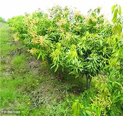 Platone Mango Plant AARRUSHIMANGO70