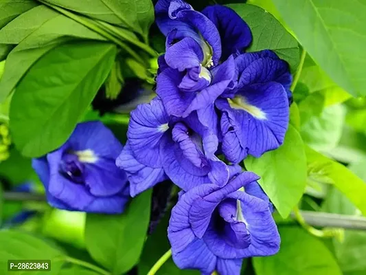 Platone Aparajita Butterfly Pea Plant Aparajita Butterfly Pea Plant SANGU POO-thumb0