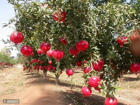 Platone Pomegranate Plant Hybrid_Pomegranate-thumb0