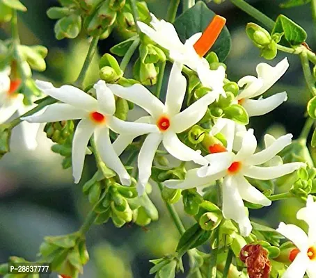 Platone Night Bloom Jasmine Plant Live Coral Jasmine Plant Parijat Plant (1 Plant)-thumb0