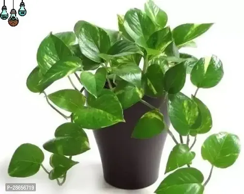 Platone Golden Money Plant k12378-thumb0