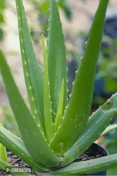 Platone Aloe Vera Plant Green Aloe Vera Gel Healthy Plant-thumb0