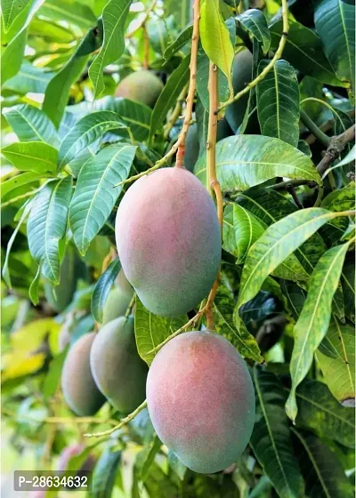 Platone Mango Plant MANGO_JAPANESE_VARIETY_246