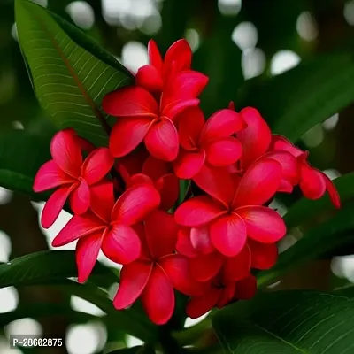 Platone Plumeria Plant Plumeria Flower Plant