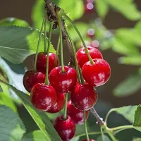 Platone Cherry Fruit Plant Cherry plant 001-thumb2