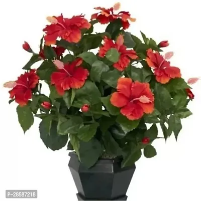 Platone Hibiscus Plant Hibiscus Plant-8-thumb0