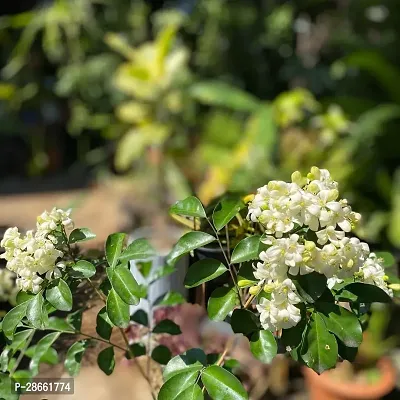 Platone Murraya Paniculata Plant Kamini Flower Murraya PaniculataPlant CF200041