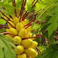 Platone Papaya Plant RED Papaya Plant-thumb2