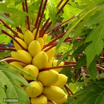 Platone Papaya Plant RED Papaya Plant-thumb3