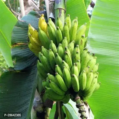 Platone Banana Plant Hybrid Green Banana Plant A40