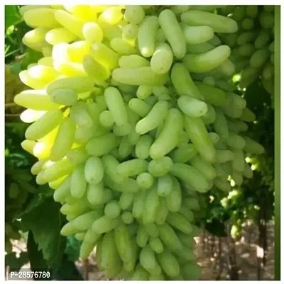 Platone Grape Plant Grape Plant-3