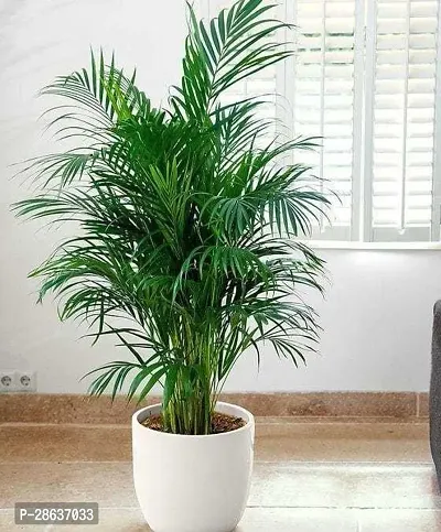 Platone Areca Palm Areca Palm-thumb0