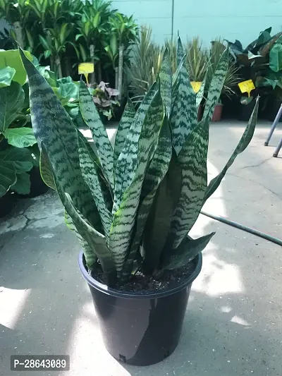 Platone Snake Plant Snake Plant-thumb0