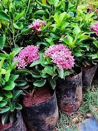 Platone Ixora Plant IXORA PLANT NNH-thumb1