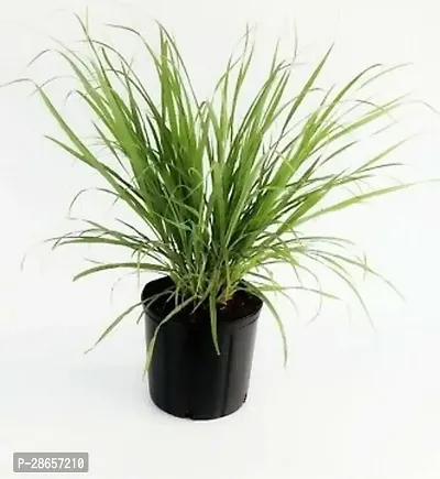 Platone Lemon Grass Plant lemon tea plants 01-thumb0