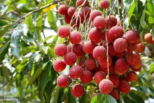 Platone Litchi Plant Litchi Early Bombay Variety Lychee Fruit (Air layeredGrafted) Live PlantsTree(1-1.5 Ft Size)