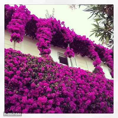 Platone Baugainvillea Plant Baugainvillea Plant