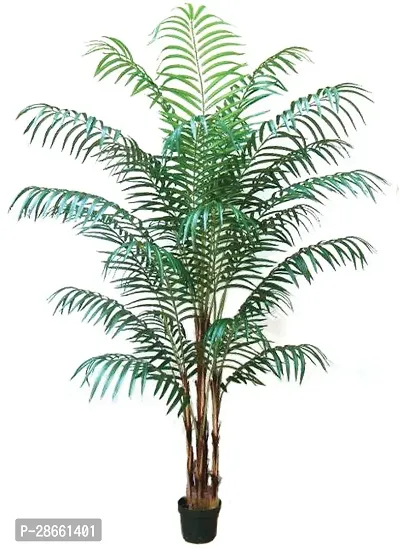 Platone Areca Palm Areca-thumb0