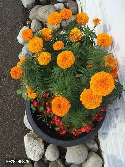 Platone Marigold Plant GSDLANTOJ_558