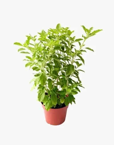 Best Selling Plant & Planters 